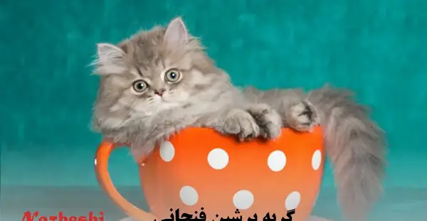 عکس گربه ی فنجانی