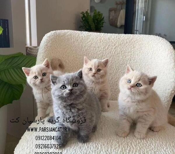 عکس گربه ی فنجانی