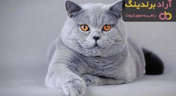 عکس گربه ی فنجانی