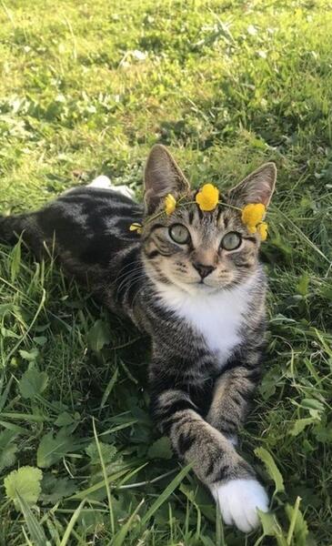 عکس گربه فیک برای استوری