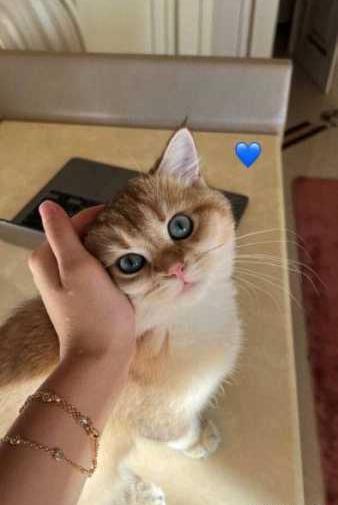 عکس گربه فیک برای استوری