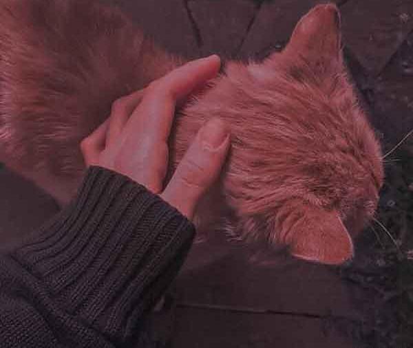 عکس گربه فیک برای استوری