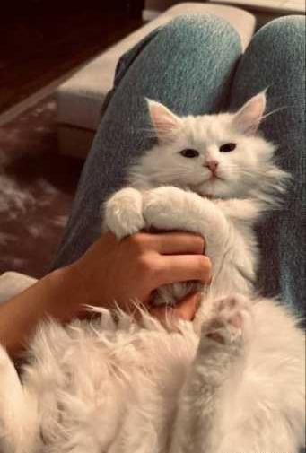 عکس گربه فیک برای استوری