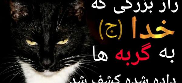عکس گربه فیک خانگی