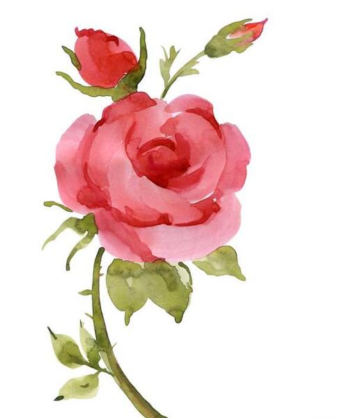 عکس نقاشی گل رز خیلی ساده