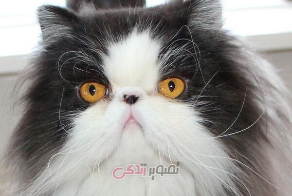 عکس گربه قشنگ پشمالو