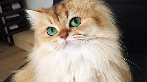 عکس گربه قشنگ پشمالو