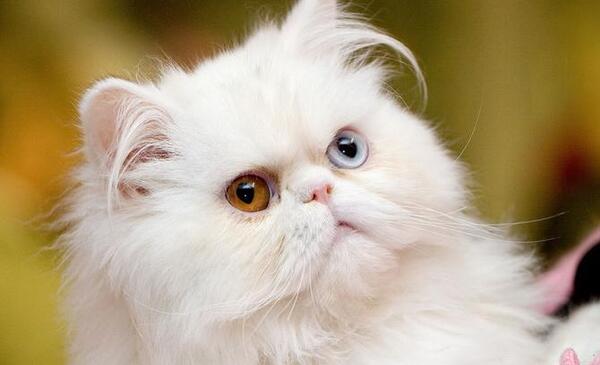 عکس گربه قشنگ پشمالو