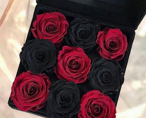 عکس گل رز مشکی قرمز