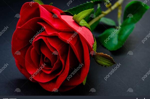 عکس گل رز مشکی قرمز