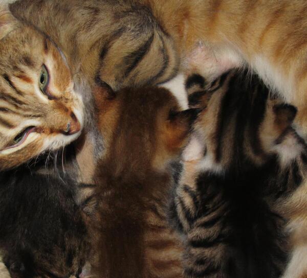 عکس گربه قهوه ای سفید