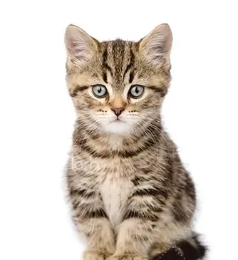 عکس گربه قهوه ای سفید