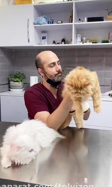 عکس گربه قهوه ای سفید