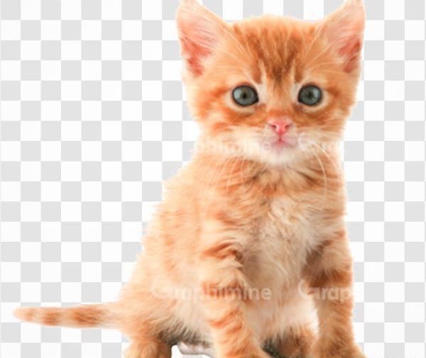 عکس گربه قهوه ای سفید