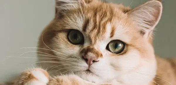 عکس گربه قهوه ای سفید