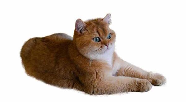 عکس گربه قهوه ای سفید
