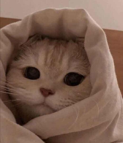 عکس گربه قهوه ای کیوت