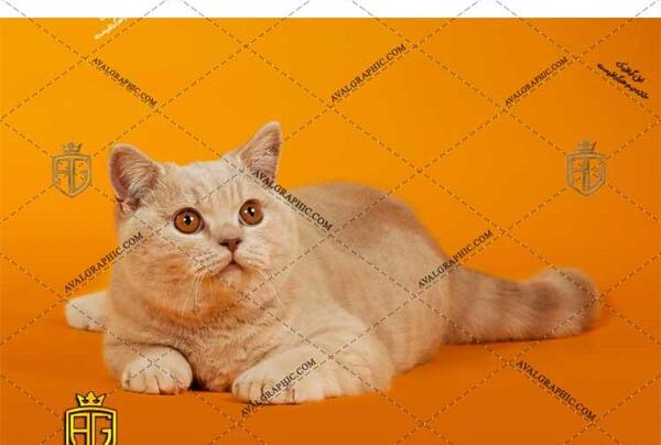 عکس بچه گربه قهوه ای