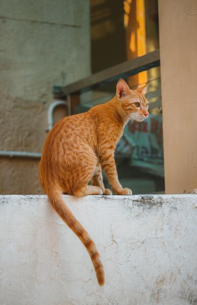 عکس بچه گربه قهوه ای