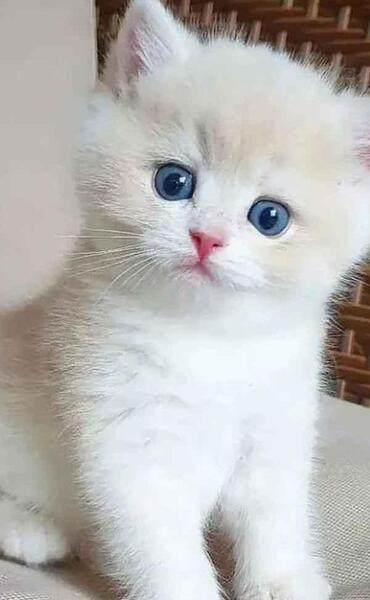 عکس گربه کیوت برا پروفایل