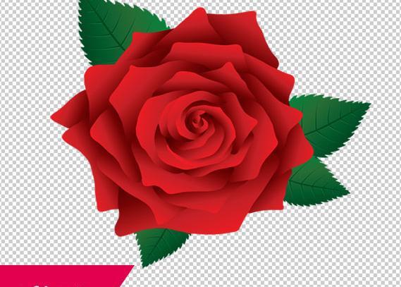 عکس گل رز با کیفیت عالی