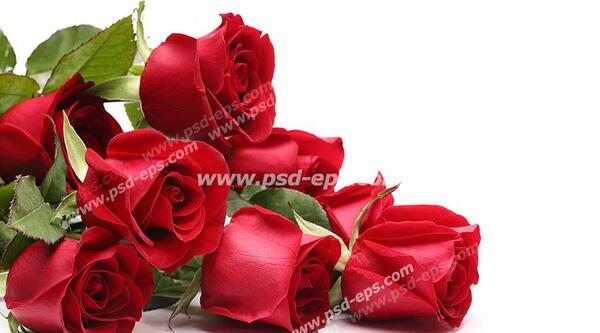 عکس گل رز با کیفیت عالی