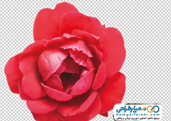 عکس گل رز قرمز با کیفیت