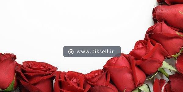عکس گل رز قرمز با کیفیت