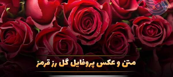 عکس پروفایل گل رز قرمز