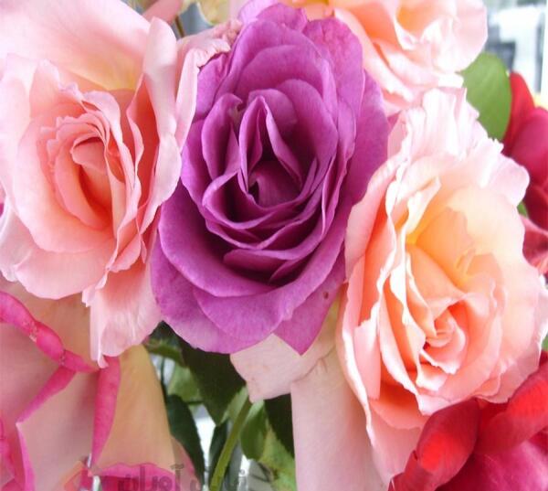 عکس گل های رز رنگارنگ