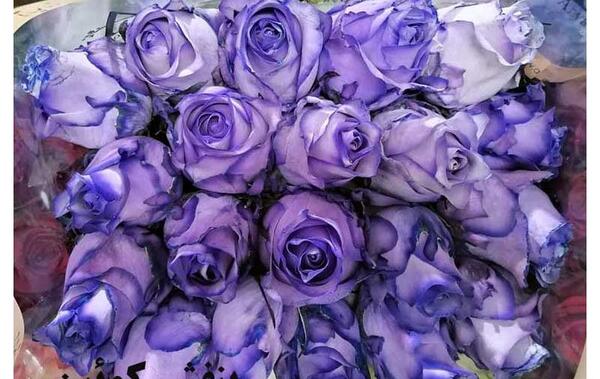 عکس گل های رز رنگارنگ