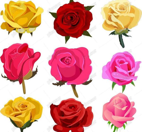 عکس گل های رز رنگارنگ