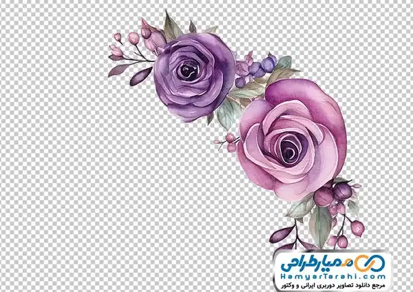 عکس گل های رز رنگارنگ