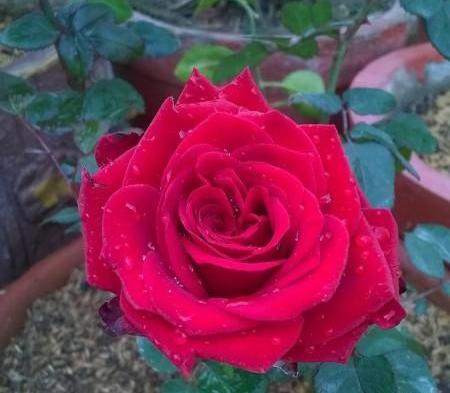 عکس گل رز قرمز دوتایی