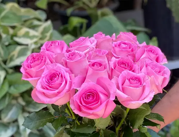 عکس گل رز قرمز دوتایی