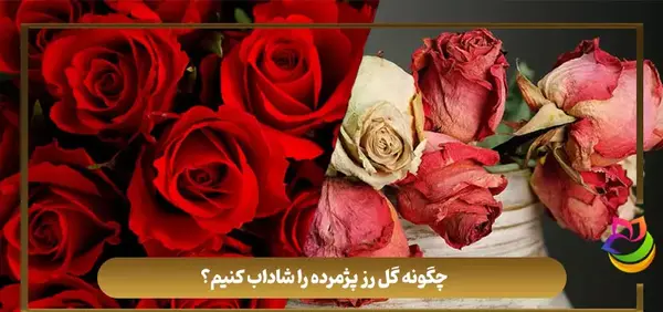 عکس گل رز خشکیده