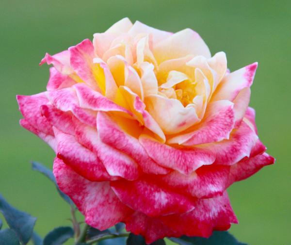 عکس گل رز خشکیده