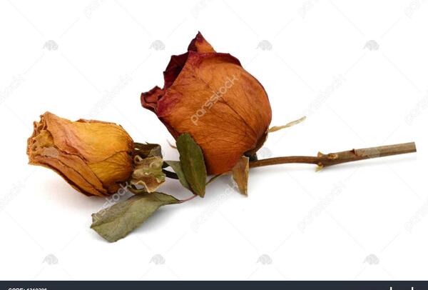 عکس گل رز خشکیده
