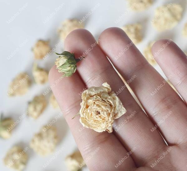عکس گل رز سفید خشک شده
