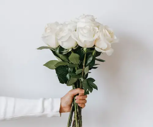 عکس گل رز سفید خشک شده