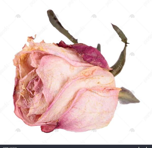 عکس گل رز سفید خشک شده