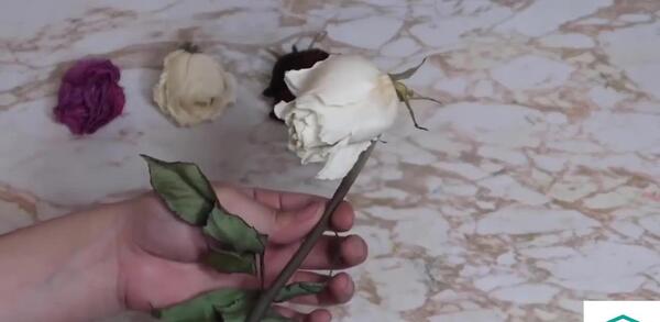 عکس گل رز سفید خشک شده