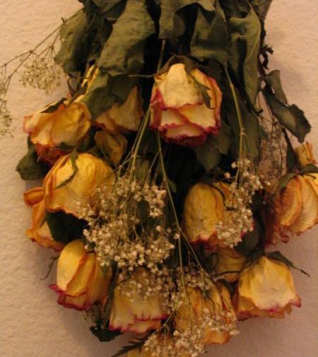 عکس گل رز سفید خشک شده