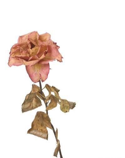 عکس گل رز سفید خشک شده