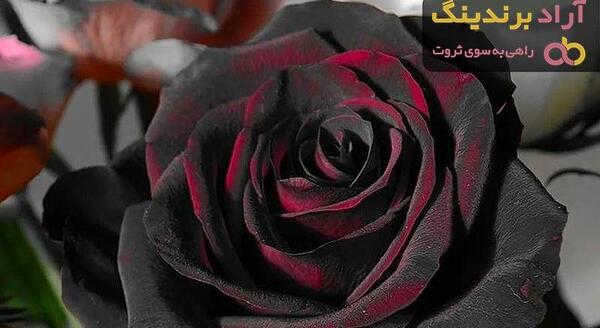 عکس گل رز قرمز تیره