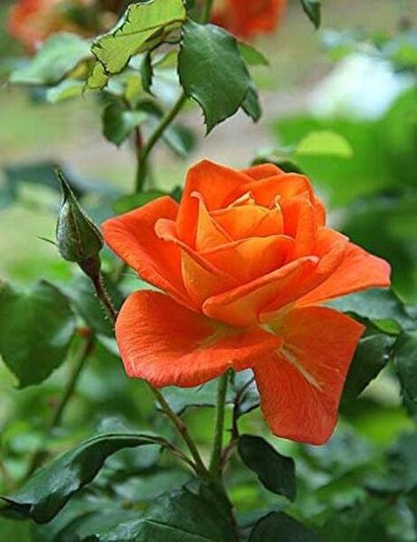 عکس پروفایل گل رز زرد