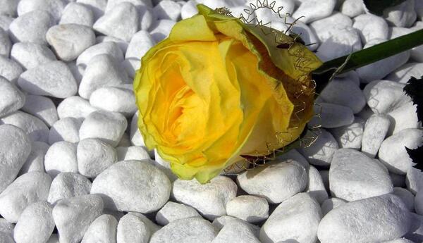 عکس پروفایل گل رز زرد