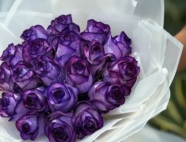 عکس گل رز آبی بنفش