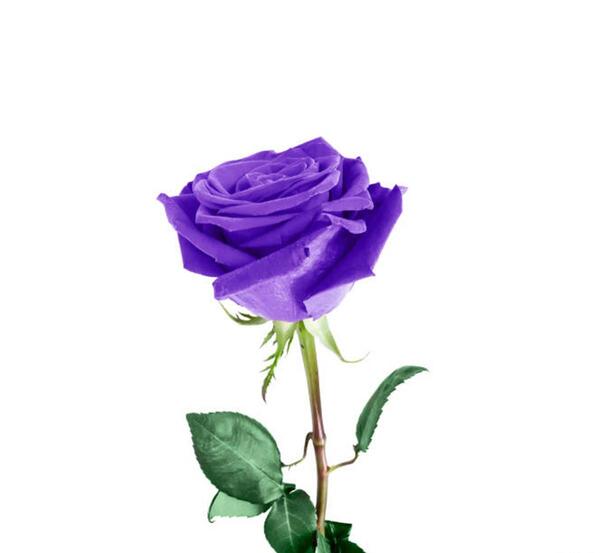 عکس گل رز آبی بنفش