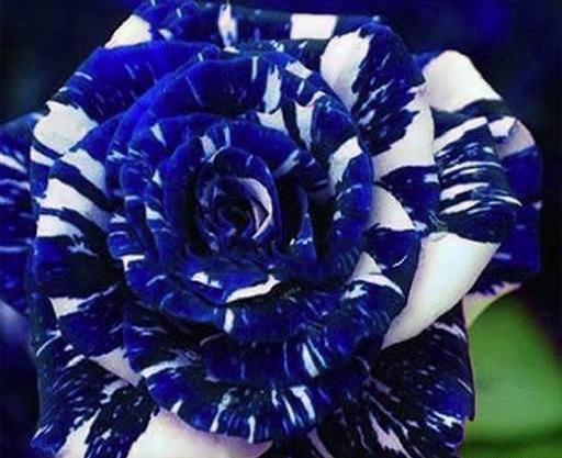 عکس گل رز آبی بنفش